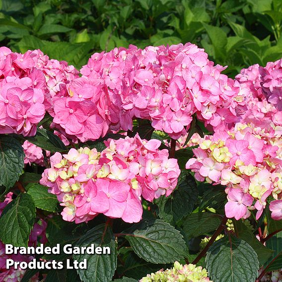 Hydrangea macrophylla 'Endless Summer - Bloomstar'