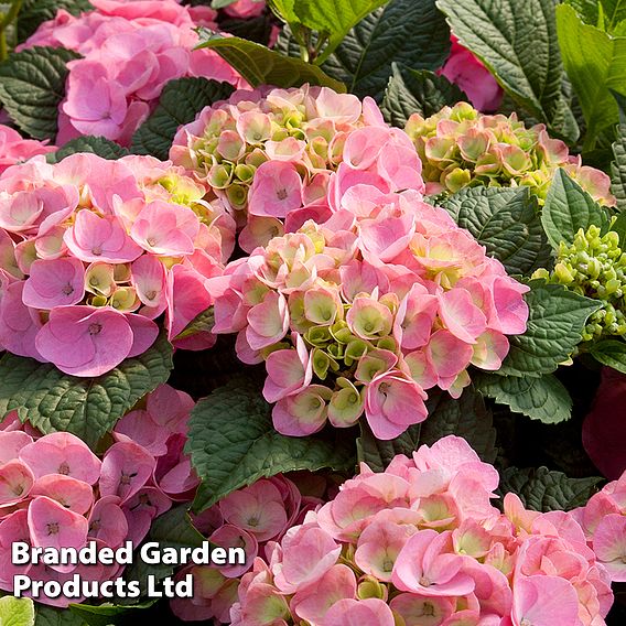 Hydrangea macrophylla 'Endless Summer - Bloomstar'