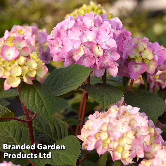 Hydrangea macrophylla 'Endless Summer - Bloomstar'