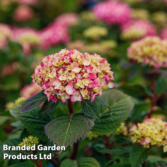 Hydrangea macrophylla 'Endless Summer - Bloomstar'