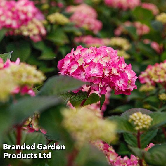 Hydrangea macrophylla 'Endless Summer - Bloomstar'