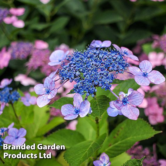 Hydrangea serrata 'Bluebird'