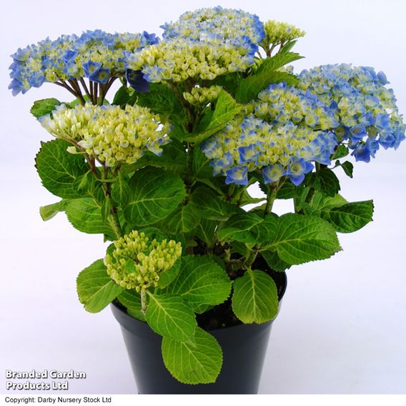 Hydrangea macrophylla 'Bodensee'