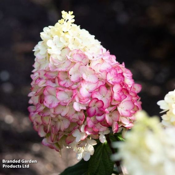 Hydrangea 'Living Colourful Cocktail'