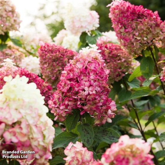 Hydrangea 'Living Colourful Cocktail'