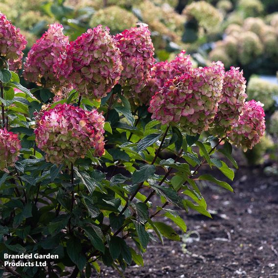 Hydrangea 'Living Colourful Cocktail'