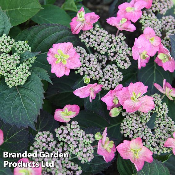 Hydrangea serrata 'Cotton Candy' (Flair & Flavours)