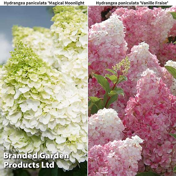 Hydrangea paniculata Duo