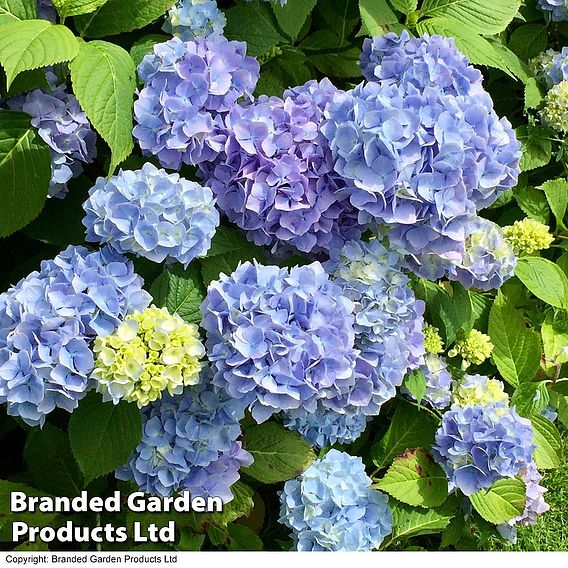 Hydrangea macrophylla 'Early Blue'