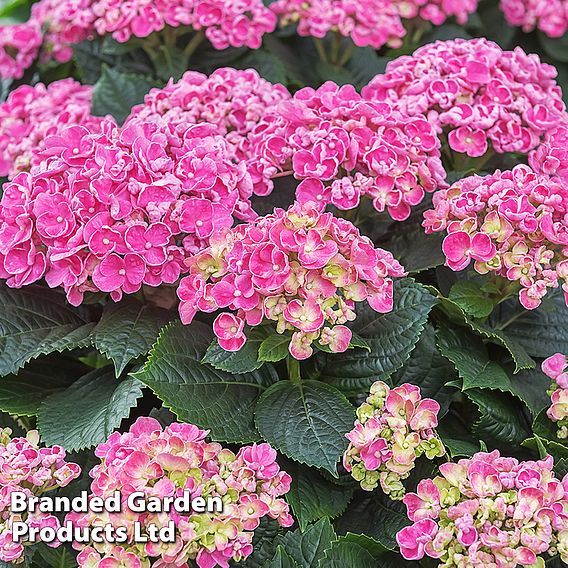 Hydrangea macrophylla 'Early Pink'