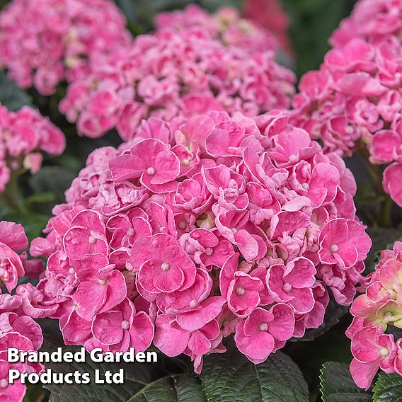 Hydrangea macrophylla 'Early Pink'