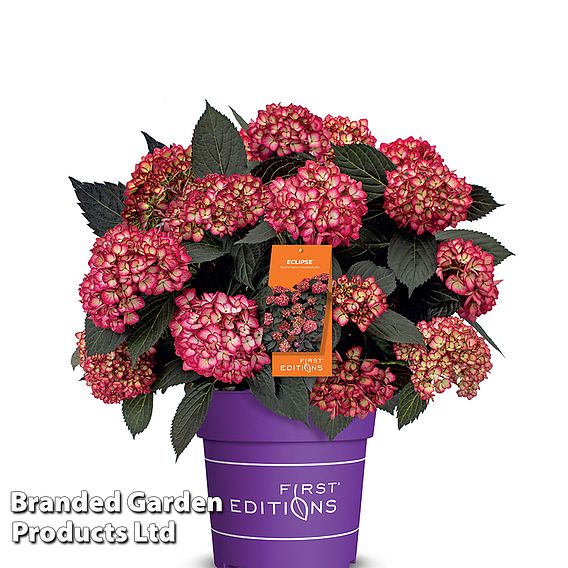 Hydrangea macrophylla First Editions® 'Eclipse'