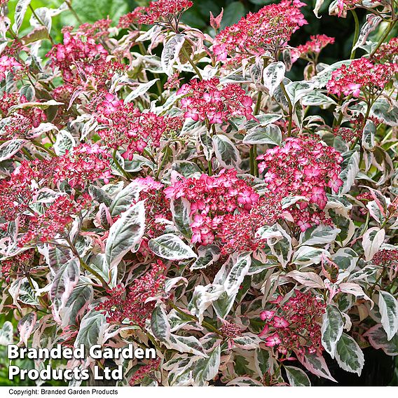 Hydrangea serrata 'Euphoria Pink'