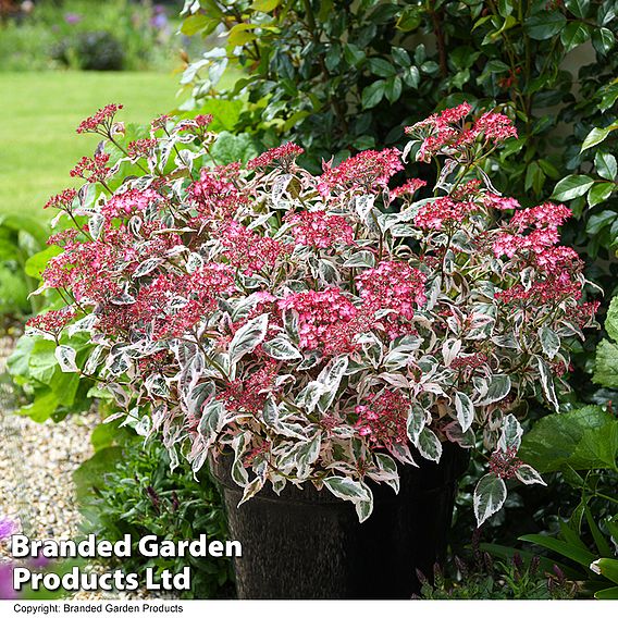 Hydrangea serrata 'Euphoria Pink'