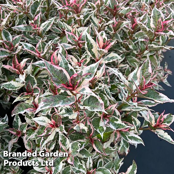 Hydrangea serrata 'Euphoria Pink'