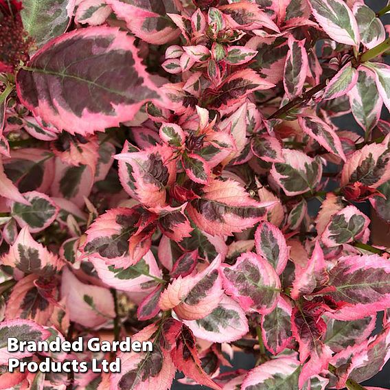 Hydrangea serrata 'Euphoria Pink'