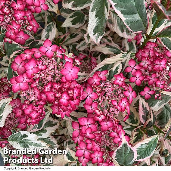 Hydrangea serrata 'Euphoria Pink'