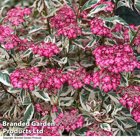 Hydrangea serrata 'Euphoria Pink'