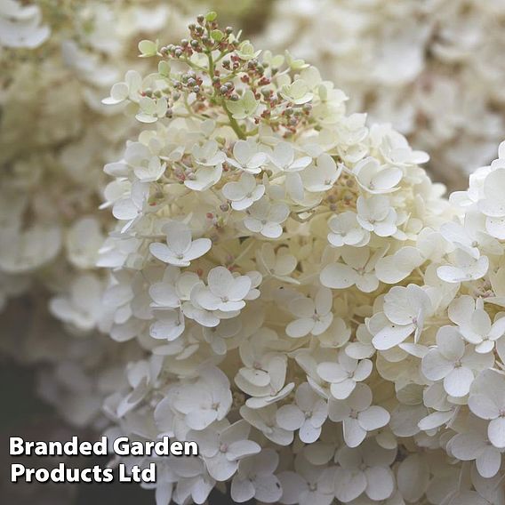 Hydrangea paniculata 'Grandiflora'