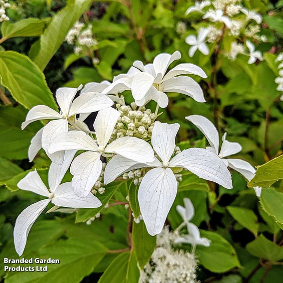 Hydrangea paniculata 'Great Star'