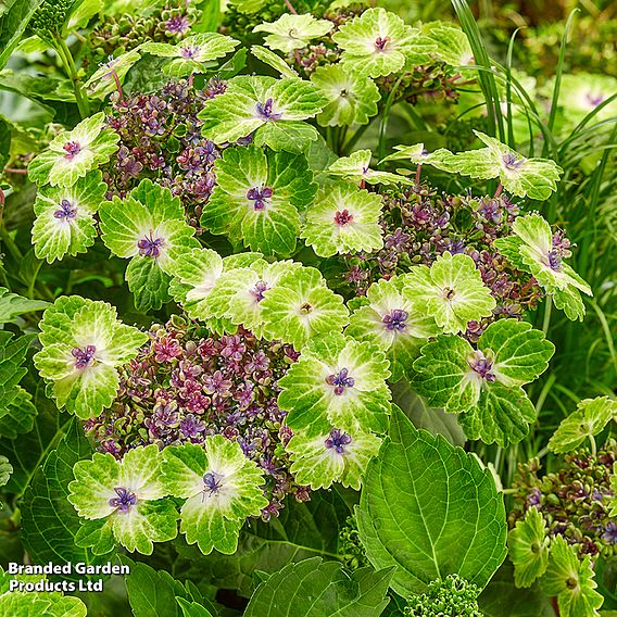 Hydrangea 'Teller Green Dream Pink'