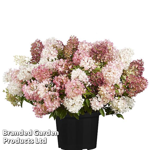 Hydrangea paniculata 'Groundbreaker Blush'