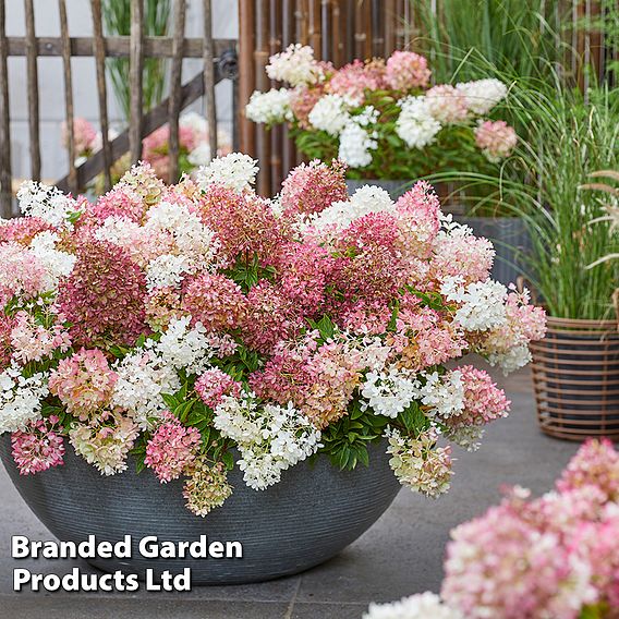 Hydrangea paniculata 'Groundbreaker Blush'