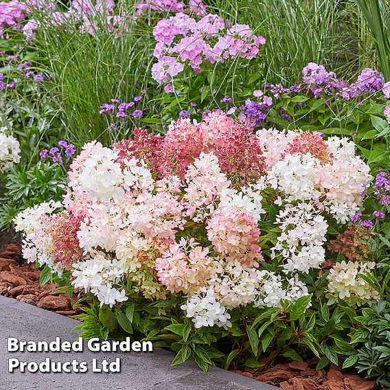 Hydrangea paniculata 'Groundbreaker Blush'