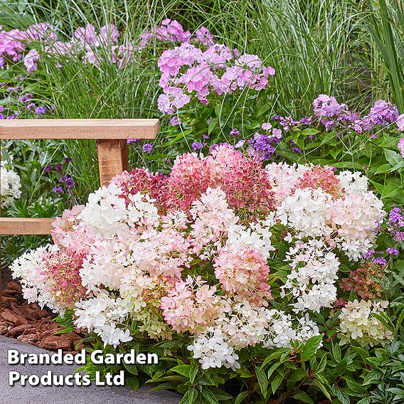 Hydrangea paniculata 'Groundbreaker Blush'