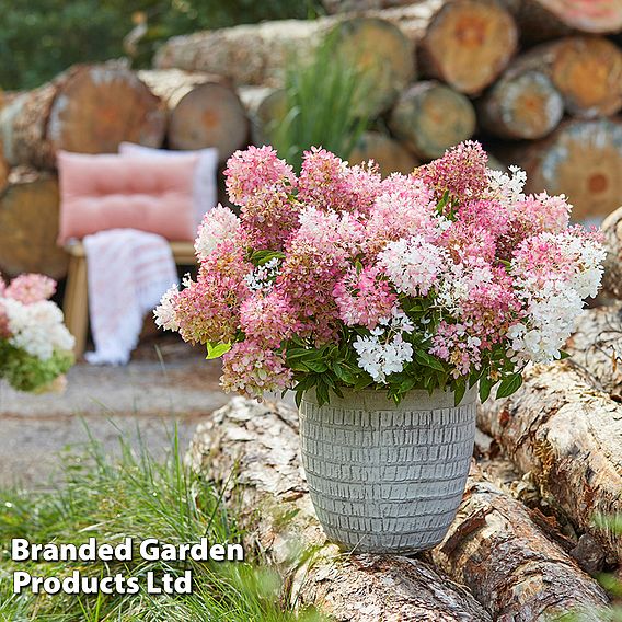 Hydrangea paniculata 'Groundbreaker Blush'