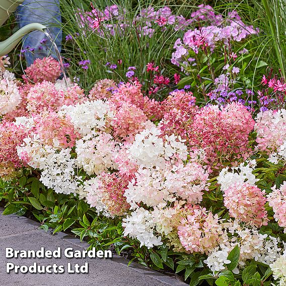 Hydrangea paniculata 'Groundbreaker Blush'