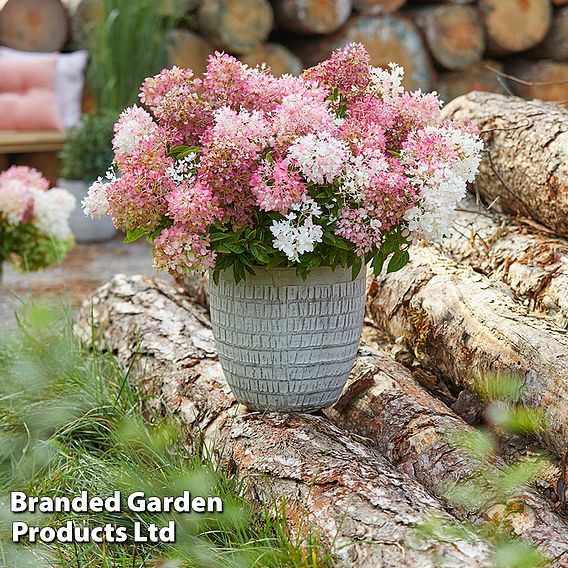 Hydrangea paniculata 'Groundbreaker Blush'