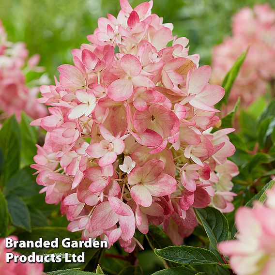 Hydrangea paniculata 'Groundbreaker Blush'