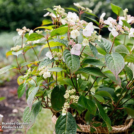 Hydrangea serrata 'Hydrantea'