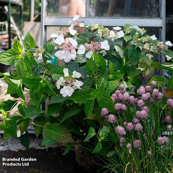 Hydrangea serrata 'Hydrantea'