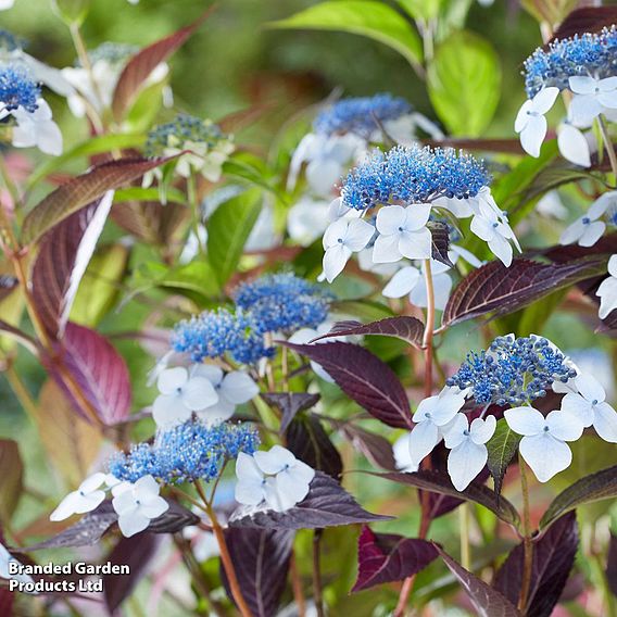 Hydrangea serrata 'Hydrantea'