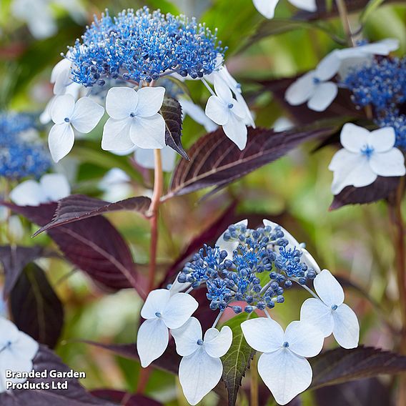 Hydrangea serrata 'Hydrantea'