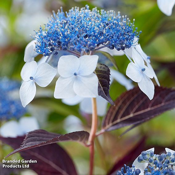 Hydrangea serrata 'Hydrantea'