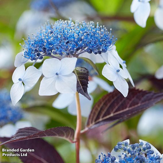 Hydrangea serrata 'Hydrantea'