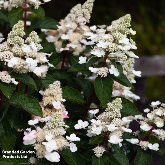 Hydrangea 'Living Infinity'