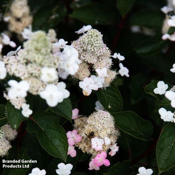 Hydrangea 'Living Infinity'