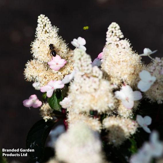 Hydrangea 'Living Infinity'