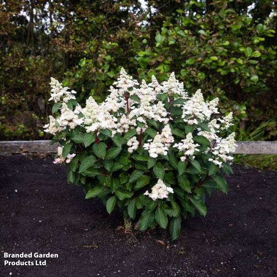 Hydrangea 'Living Infinity'