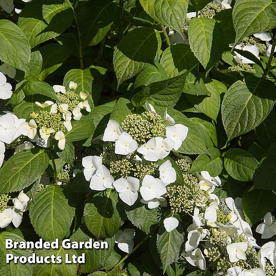 Hydrangea macrophylla 'Benxi'