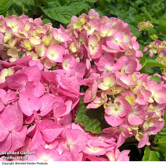 Hydrangea macrophylla 'Leuchtfeuer'