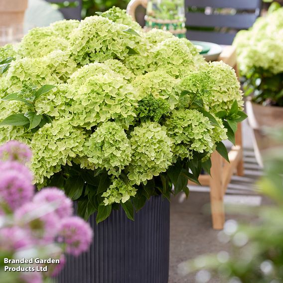 Hydrangea 'Living Little Apple'