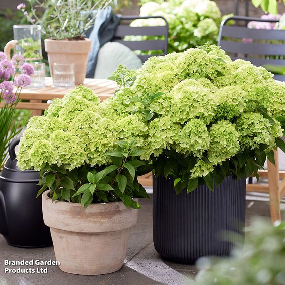 Hydrangea 'Living Little Apple'