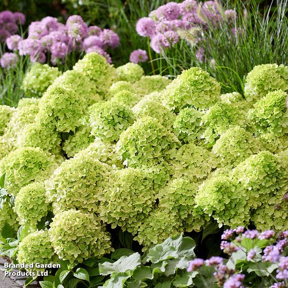 Hydrangea 'Living Little Apple'