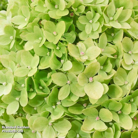 Hydrangea 'Living Little Apple'