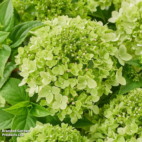 Hydrangea 'Living Little Apple'